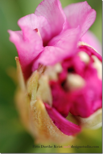 1 Rhododendron Foto Dorthe Kvist meltdesignstudio